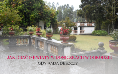 Jak dbać o kwiaty w doniczkach w ogrodzie, gdy pada deszcz? 