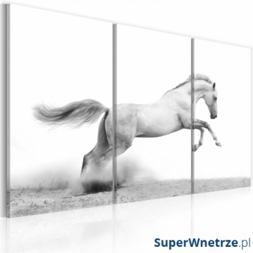 Obraz - Koń w galopie (60x40 cm)