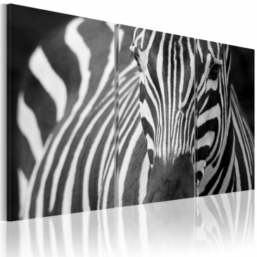 Obraz - Pani Zebra (60x40 cm)