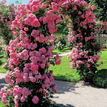Pergola ogrodowa, łukowa, drabinka metalowa na kwiaty, róże, pnącza, 140x240 cm