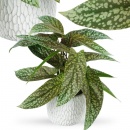 Sztuczna roślina w doniczce dekoracyjna syngonium 47 cm