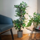 Sztuczna roślina w doniczce dekoracyjna / wysokie drzewko fikus benjamin 112 cm
